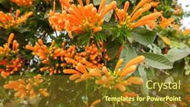  Presentation with trumpet - Theme featuring orange-flaming-trumpet-vine-flowers background and a tawny brown colored foreground
