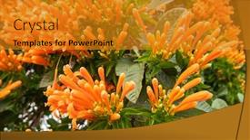  Presentation with trumpet - Amazing slide set having orange-flaming-trumpet-vine-flowers backdrop and a gold colored foreground