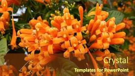  Presentation with trumpet - Cool new slides with orange-flaming-trumpet-vine-flowers backdrop and a tawny brown colored foreground
