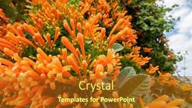  Presentation with trumpet - Presentation theme featuring orange-flaming-trumpet-vine-flowers background and a tawny brown colored foreground
