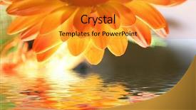  Presentation with orange - Colorful theme enhanced with orange flower above the water backdrop and a  colored foreground