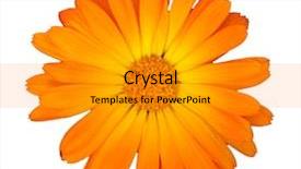  Presentation with orange - Presentation theme having orange flower head isolated background and a  colored foreground