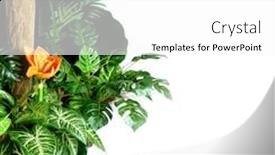  Presentation with home garden - Audience pleasing PPT theme consisting of orange-flower-in-the-home backdrop and a white colored foreground