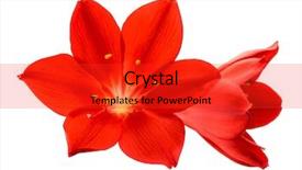  Presentation with orange - Slides enhanced with health and beauty concept - beautiful calm man touching his face background and a lemonade colored foreground