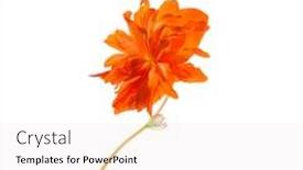  Presentation with orange - Beautiful slides featuring orange-flower-isolated backdrop and a sky blue colored foreground