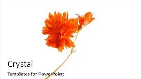  Presentation with orange - Beautiful slide set featuring orange flower isolated backdrop and a white colored foreground