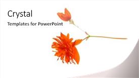 Presentation with pollen - Slide set consisting of orange flower isolated background and a white colored foreground