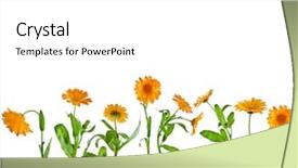  Presentation with calendula - PPT theme with orange flower of calendula marigold background and a  colored foreground