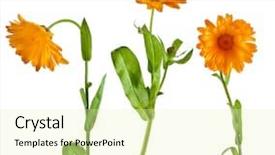  Presentation with calendula - PPT theme having colorful confetti on the ground background and a  colored foreground.