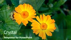  Presentation with calendula - Amazing presentation having orange flower of calendula officinalis backdrop and a forest green colored foreground