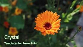  Presentation with calendula - Slide deck enhanced with orange flower of calendula officinalis background and a tawny brown colored foreground