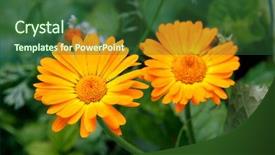  Presentation with calendula - Slide set with orange flower of calendula officinalis background and a ocean colored foreground