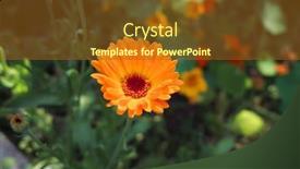  Presentation with calendula - Amazing PPT theme having orange-flower-of-calendula-officinalis backdrop and a tawny brown colored foreground