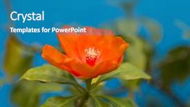  Presentation with wax - Colorful PPT layouts enhanced with orange flower of rose cactus backdrop and a teal colored foreground