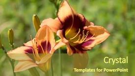  Presentation with tawny - Colorful PPT layouts enhanced with orange flower of tawny daylily backdrop and a tawny brown colored foreground