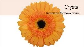  Presentation with soft white flower - PPT theme enhanced with orange flower on a white background and a gold colored foreground