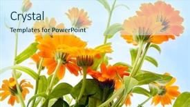  Presentation with blue orange - Colorful presentation enhanced with orange-flower-under-blue-sky backdrop and a sky blue colored foreground