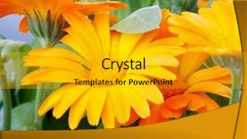  Presentation with blue flower - Cool new presentation design with orange-flower-under-blue-sky backdrop and a gold colored foreground