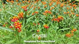  Presentation with blood - Slide deck consisting of orange flowers in garden background and a  colored foreground