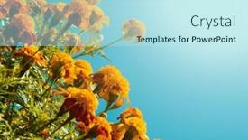  Presentation with blue orange - Presentation design enhanced with orange-french-marigolds-with-blue background and a sky blue colored foreground