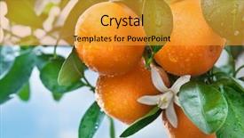  Presentation with fruit tree - PPT theme having orange fruit - ripe tangerines on a tree background and a gold colored foreground