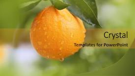  Presentation with fruit tree - Slides enhanced with orange fruit hanging tree fresh background and a gold colored foreground