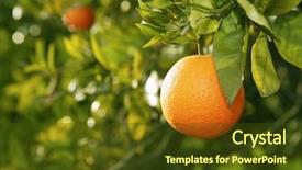  Presentation with fruit tree - Presentation theme having orange fruit on tree background and a tawny brown colored foreground