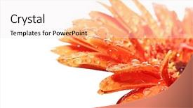  Presentation with dew - Cool new presentation theme with orange gerber flower with dew isolated over white background backdrop and a sky blue colored foreground