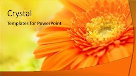  Presentation with yellow orange - Amazing PPT layouts having orange gerbera close-up backdrop and a yellow colored foreground