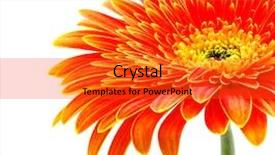 Presentation with daisy - Amazing slides having orange gerbera flower isolated backdrop and a red colored foreground