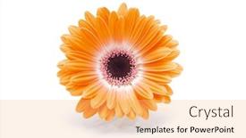  Presentation with orange - PPT layouts with orange-gerbera-flower-on-white background and a yellow colored foreground