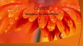  Presentation with water drop - PPT theme consisting of orange-gerbera-flower background and a  colored foreground