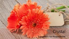  Presentation with gerbera daisy - Cool new presentation with orange gerbera flowers with tag backdrop and a coral colored foreground