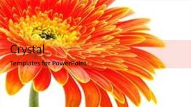  Presentation with orange colour abstract gold - PPT theme consisting of orange gerbera background and a red colored foreground
