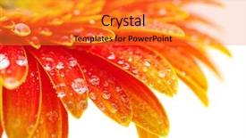  Presentation with orange - Presentation theme with orange gerbera background and a gold colored foreground