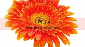  Presentation with orange - PPT layouts consisting of orange gerbera background and a red colored foreground