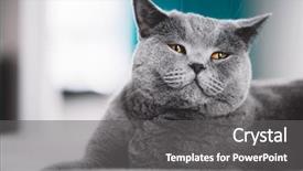  Presentation with funny animal - Audience pleasing presentation theme consisting of orange gray - grey british shorthair cat laying backdrop and a gray colored foreground