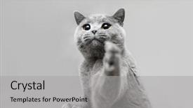  Presentation with domestic animal - Cool new PPT layouts with orange gray - young grey cat playing raising backdrop and a light gray colored foreground