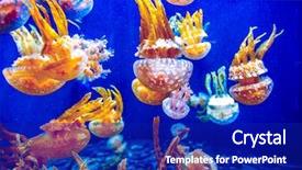  Presentation with jellyfish - Slide set consisting of orange jellyfish chrysaora fuscescens background and a royal blue colored foreground