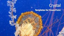  Presentation with blue video - Beautiful slide set featuring orange jellyfish in blue ocean backdrop and a cobalt blue colored foreground