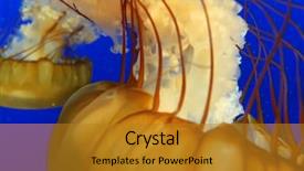  Presentation with blue video - Colorful presentation theme enhanced with orange jellyfish in blue ocean backdrop and a gold colored foreground