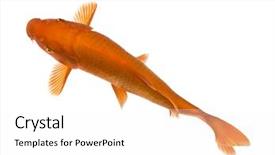  Presentation with koi fish - Theme enhanced with orange koi - cyprinus carpio background and a white colored foreground
