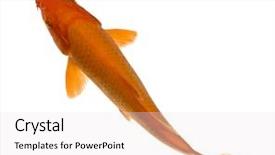  Presentation with koi fish - Cool new presentation with orange koi - cyprinus carpio backdrop and a white colored foreground