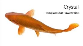  Presentation with koi fish - Audience pleasing slides consisting of orange koi fish cyprinus carpio backdrop and a white colored foreground