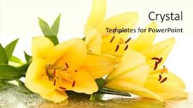  Presentation with lotus flower white water lily - Beautiful theme featuring orange lilies isolated on white backdrop and a blonde colored foreground