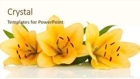  Presentation with orange - Theme enhanced with orange lilies isolated on white background and a cream colored foreground