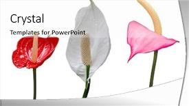  Presentation with lily flower - Beautiful PPT layouts featuring orange lily - flamingo flower collection isolated backdrop and a white colored foreground