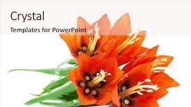  Presentation with soft white flower - Amazing presentation theme having orange lily - flower - imperial fritillary isolated backdrop and a sky blue colored foreground