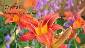  Presentation with safari tiger - Slide set enhanced with orange lily - tiger lilies blooming background and a coral colored foreground