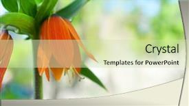  Presentation with lily - Audience pleasing slide deck consisting of orange lily in the garden backdrop and a  colored foreground